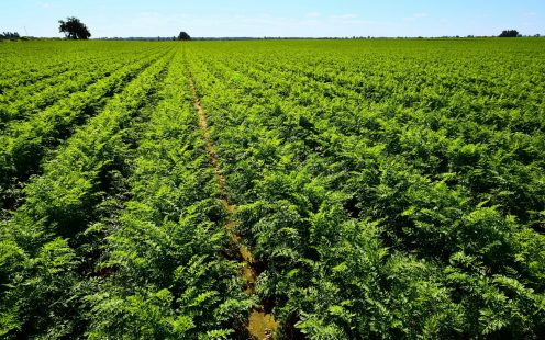 Agriculture field