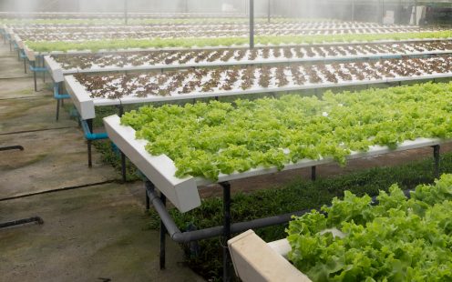 Sprinkler Irrigation Greenhouse